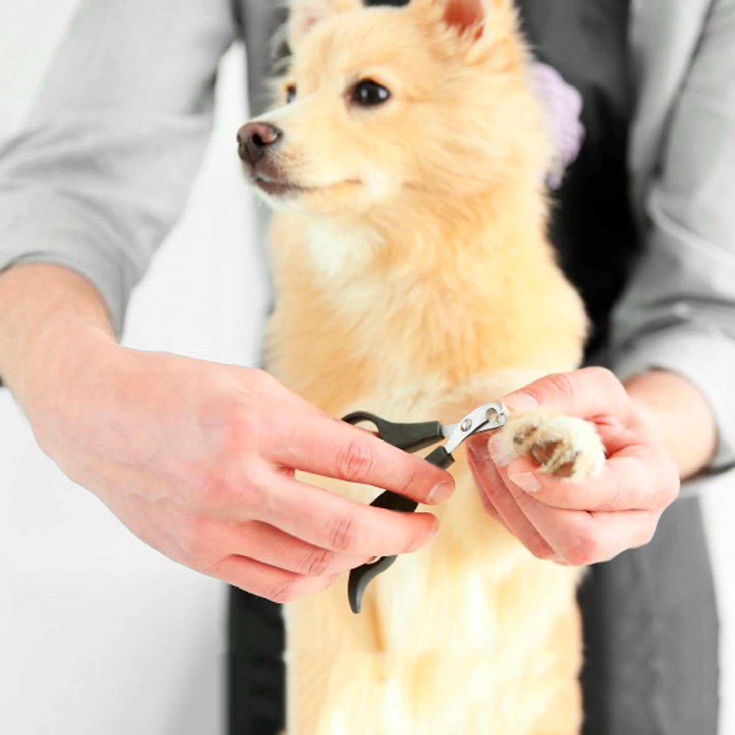 Professional Pet Nail Clippers For Dogs Cats And Small Animals