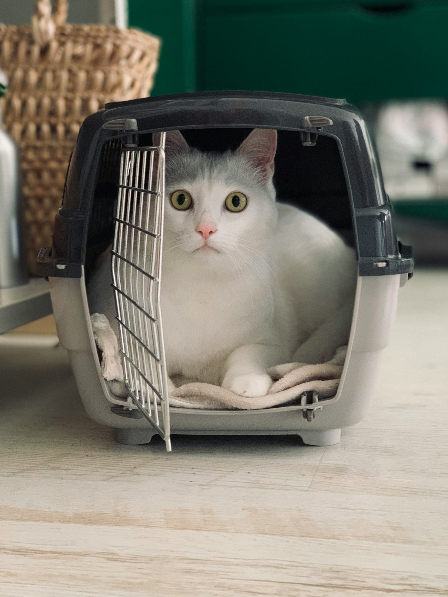 Pet Travel Supplies