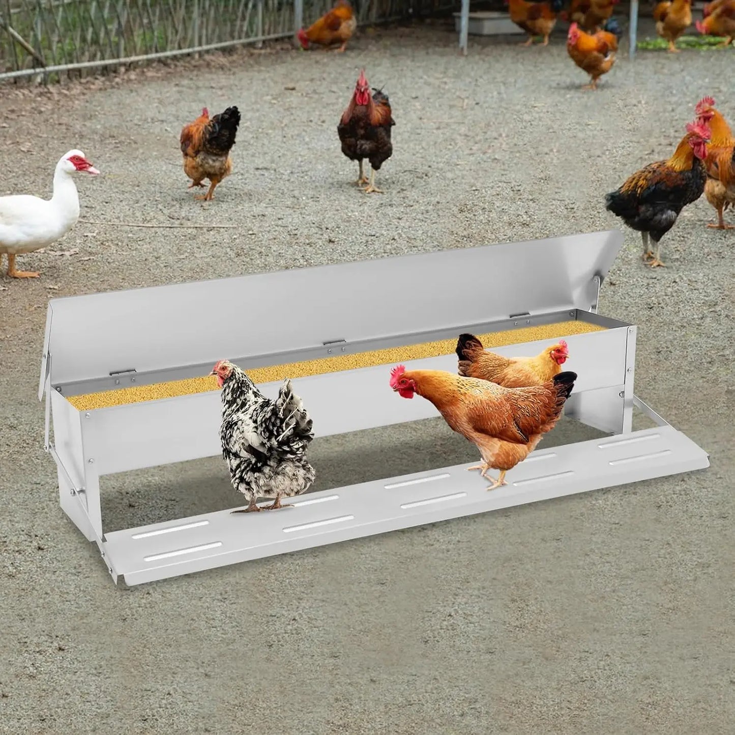 Automatic Galvanized Chicken Feeder With Weatherproof Lid Treadle