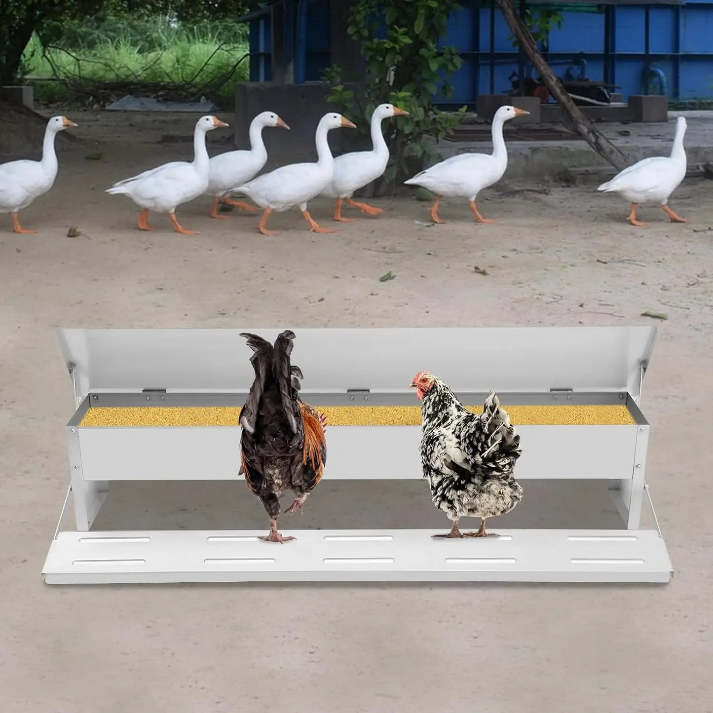 Automatic Galvanized Chicken Feeder With Weatherproof Lid Treadle