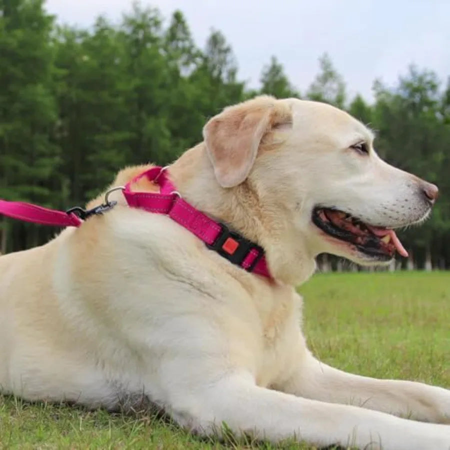Reflective Martingale Dog Collar With Safety Lock Buckle No Slip