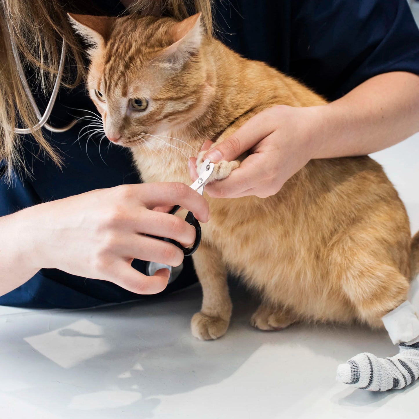Professional Pet Nail Clippers For Dogs Cats And Small Animals