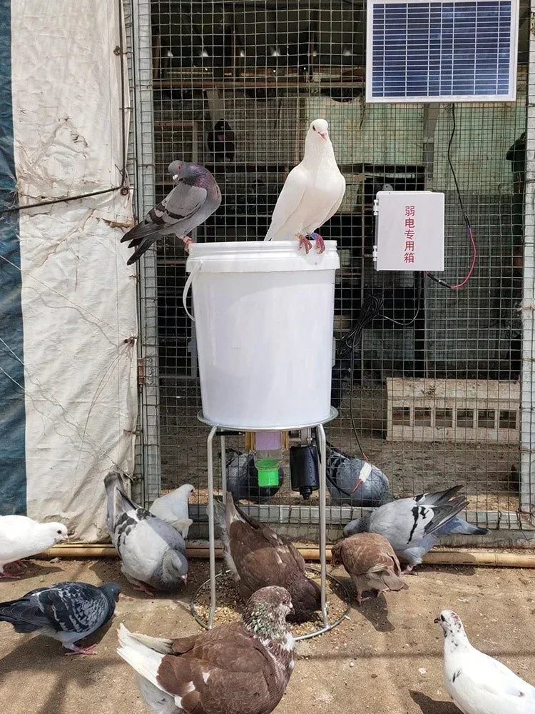 Automatic Poultry Feeder Timed Feeding For Chicken Pigeon Duck