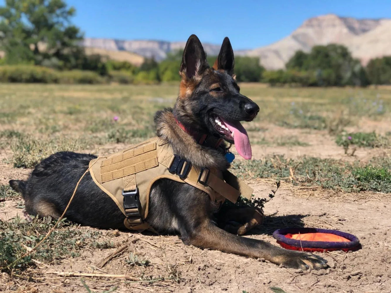 Nylon Dog Harness And Collar Set, Adjustable Tactical Vest