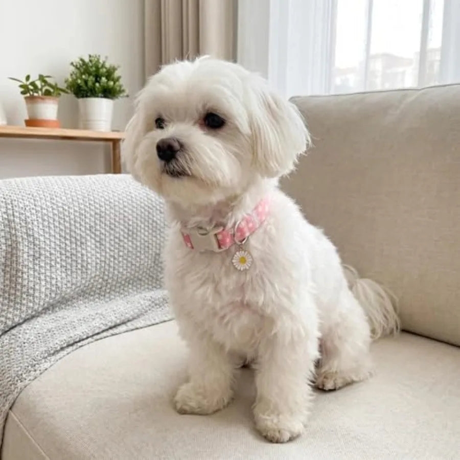 Daisy Dog Collar Quick Release Soft Cotton Pet Collar